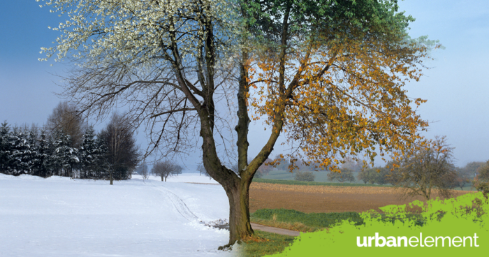 tree in summer and winter